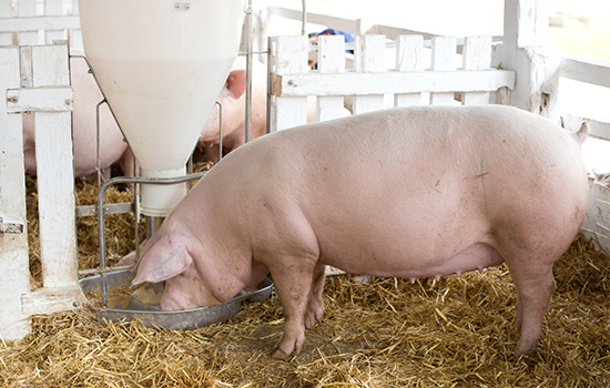 Pig eating from a feeder